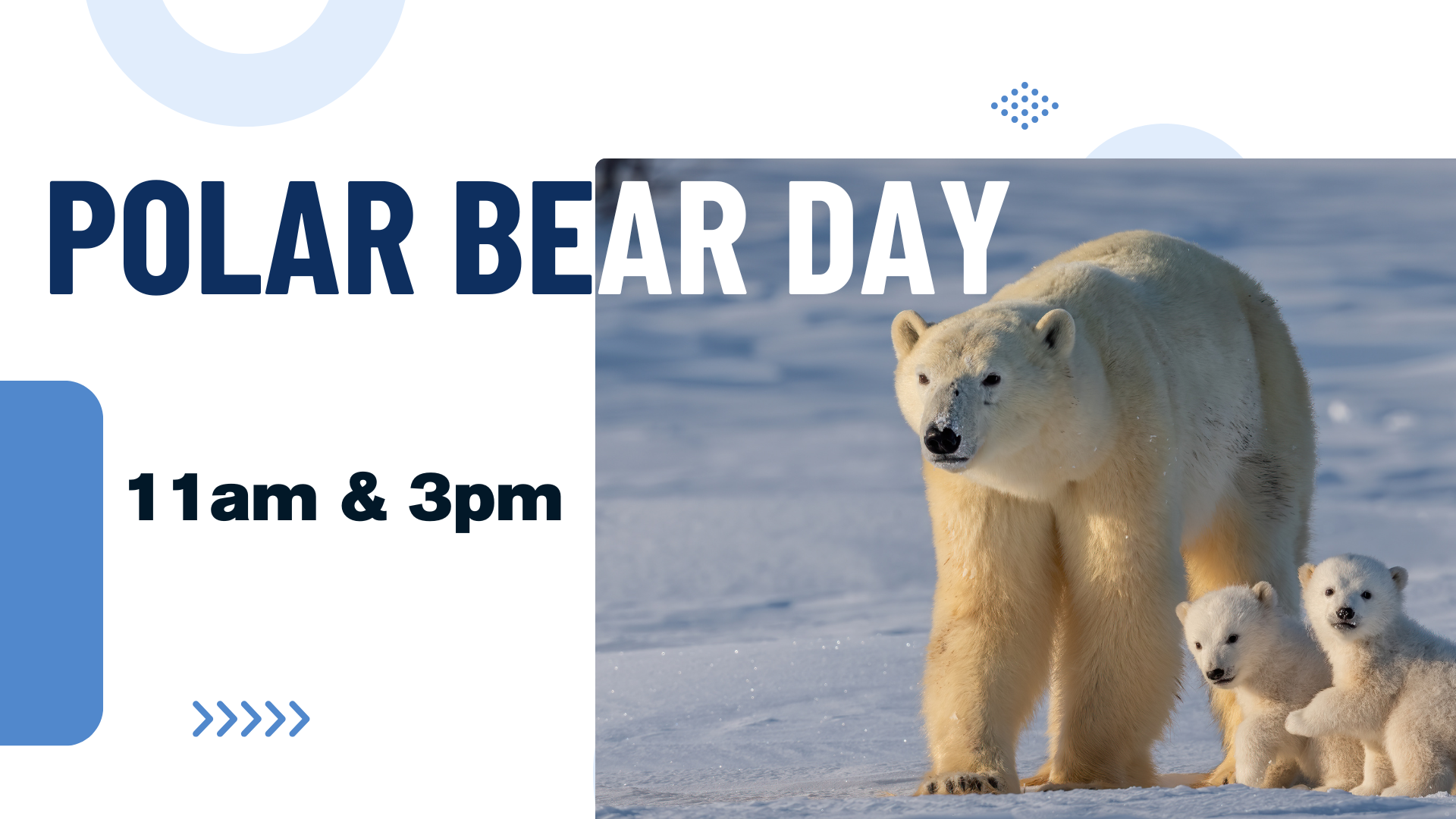 Polar Bear Day