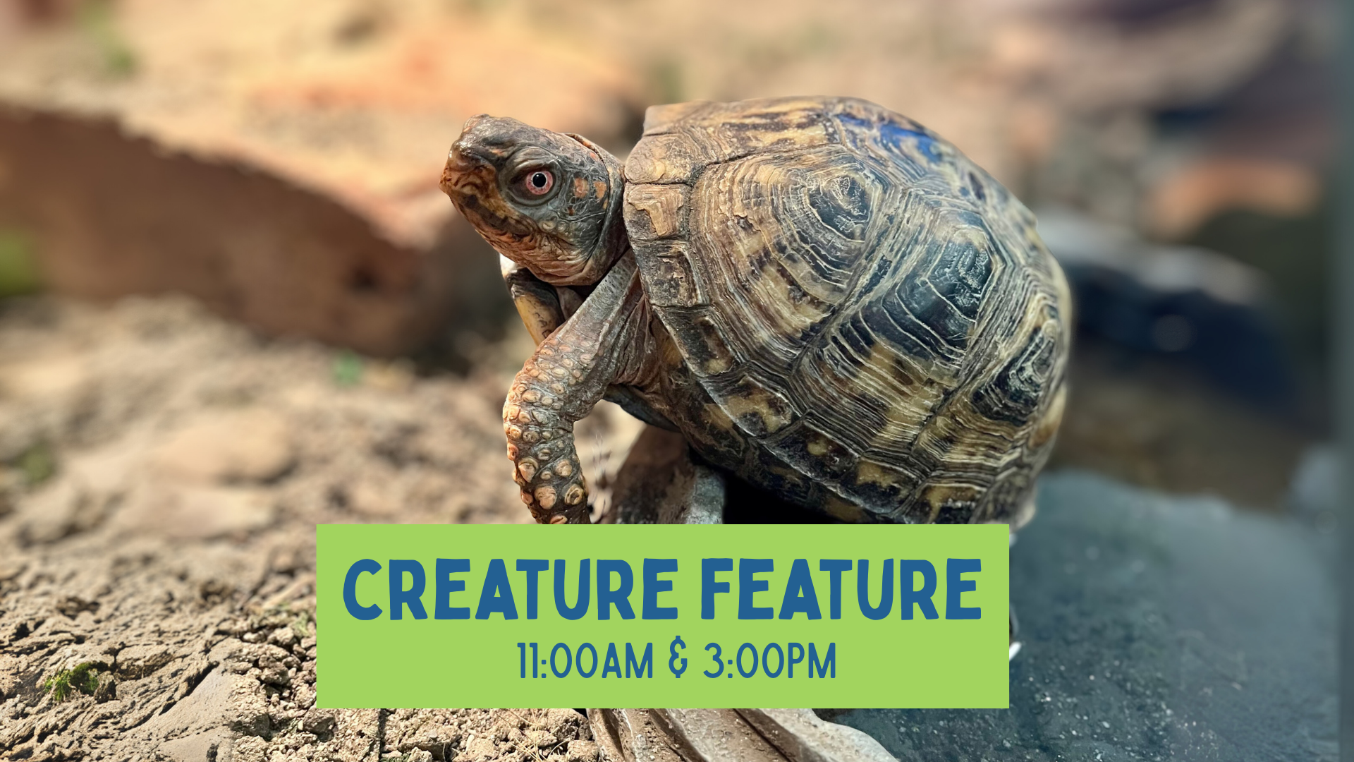 creature feature edward the turtle in his enclosure with title over him