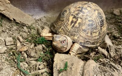 Where Do the Turtles Go in Winter?